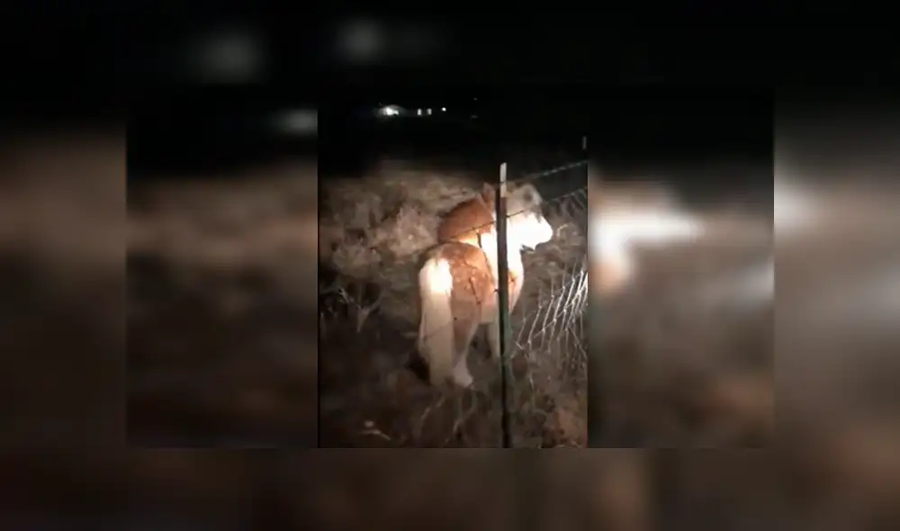 Facebook: encontró a un perro cabalgando a su pony y video causa furor en redes