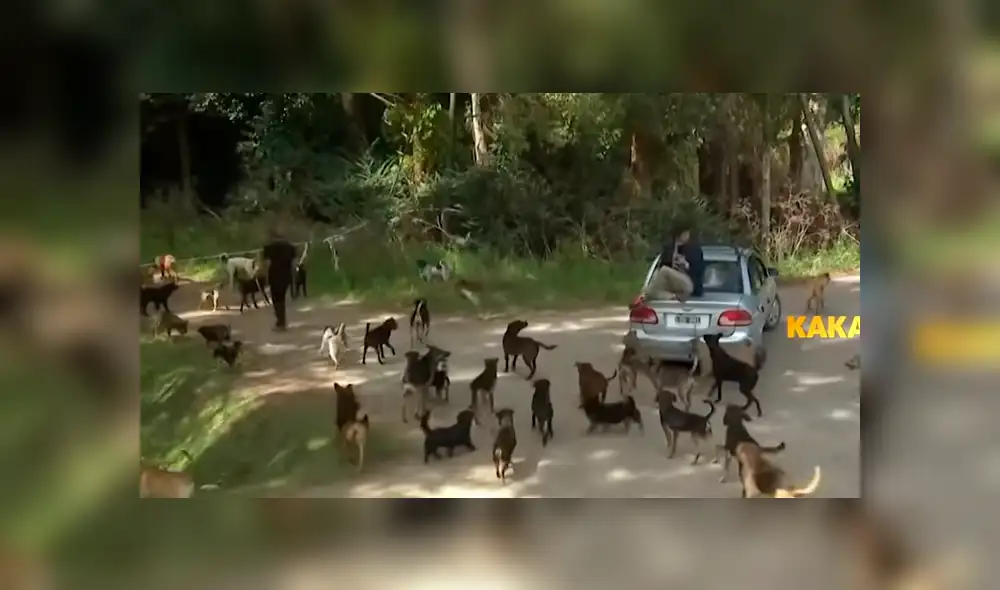 YouTube viral: reportero pasa vergüenza en refugio de animales porque tenía fobia a los perros [VIDEO]