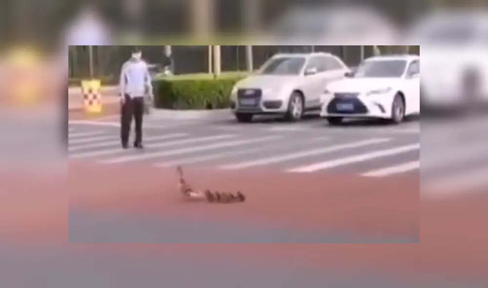 Un policía vio a los patos y decidió para el tránsito para que las aves crucen. Foto: YouTube