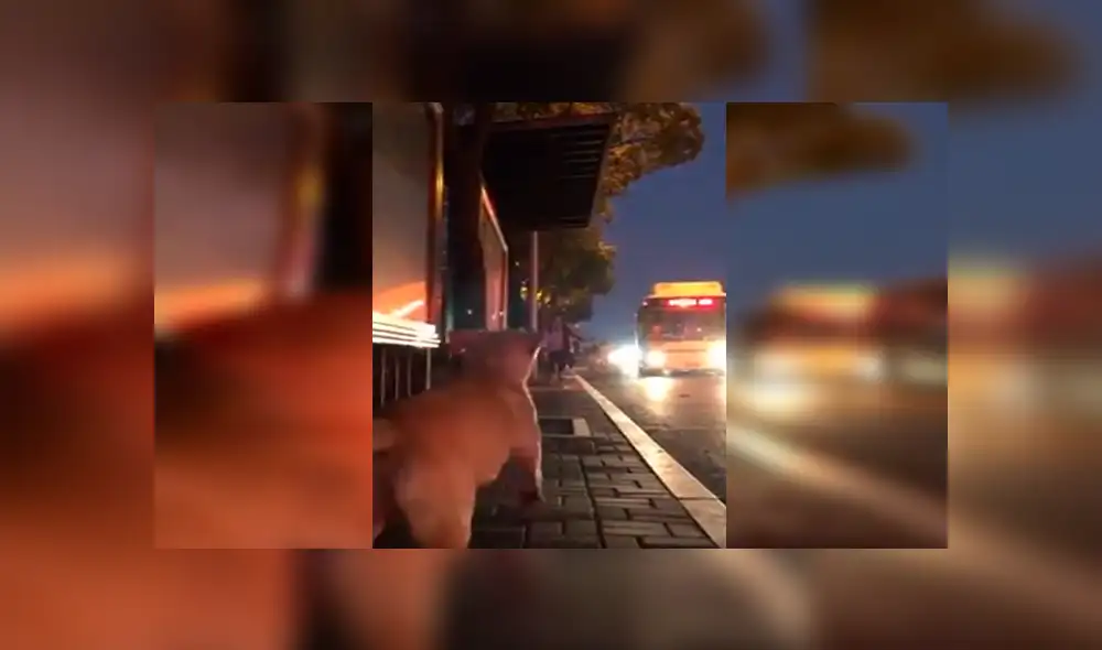 En Facebook, un perro esperaba entusiasmado la llegada de su cuidador y al verlo corría para darle un abrazo. En Facebook, un perro esperaba entusiasmado la llegada de su cuidador y al verlo corría para darle un abrazo.