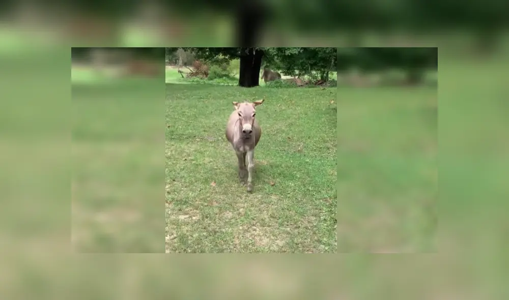 Desliza las imágenes para ver más detalles sobre este emocionante reencuentro que conmovió las redes sociales. (Foto: captura / TikTok / @_soph.xox._)