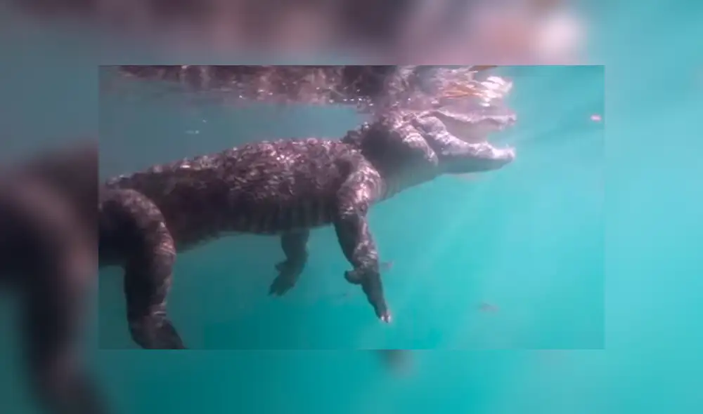 YouTube viral: buzo graba insólita pelea entre cocodrilo y serpiente que quería comérselo [VIDEO]