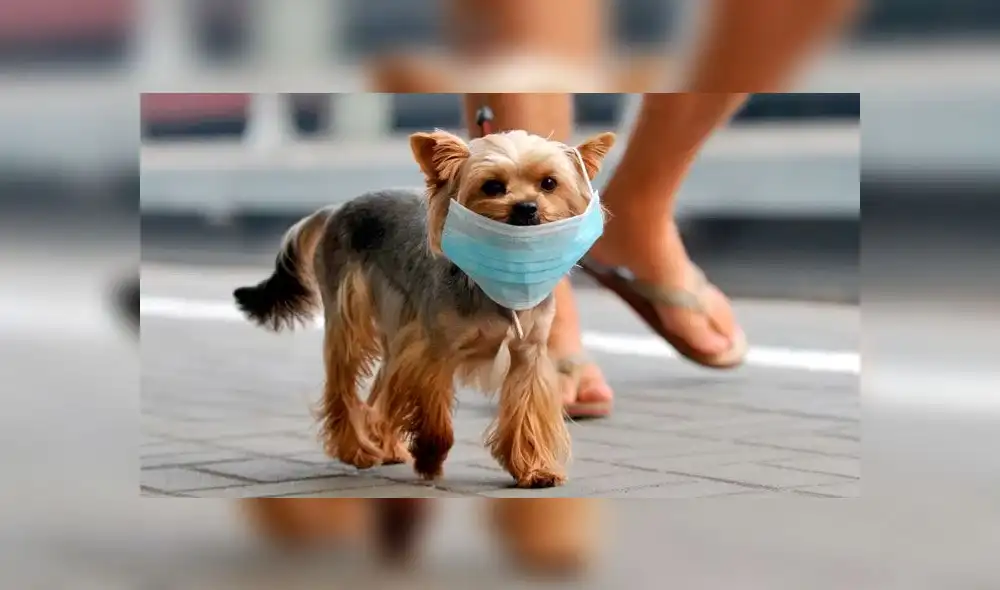 Dueños protegen a sus mascotas con mascarillas. Foto: difusión. Dueños protegen a sus mascotas con mascarillas. Foto: difusión.