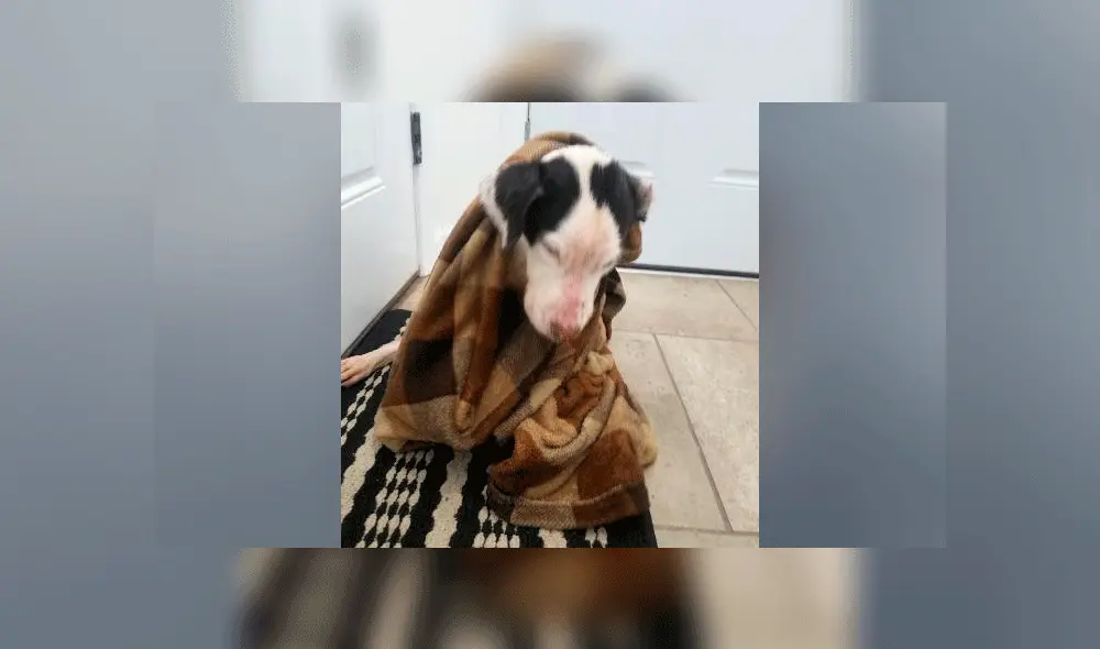 Hombre rescata a perro enjaulado que flotaba en lago helado y así luce ahora [VIDEO]