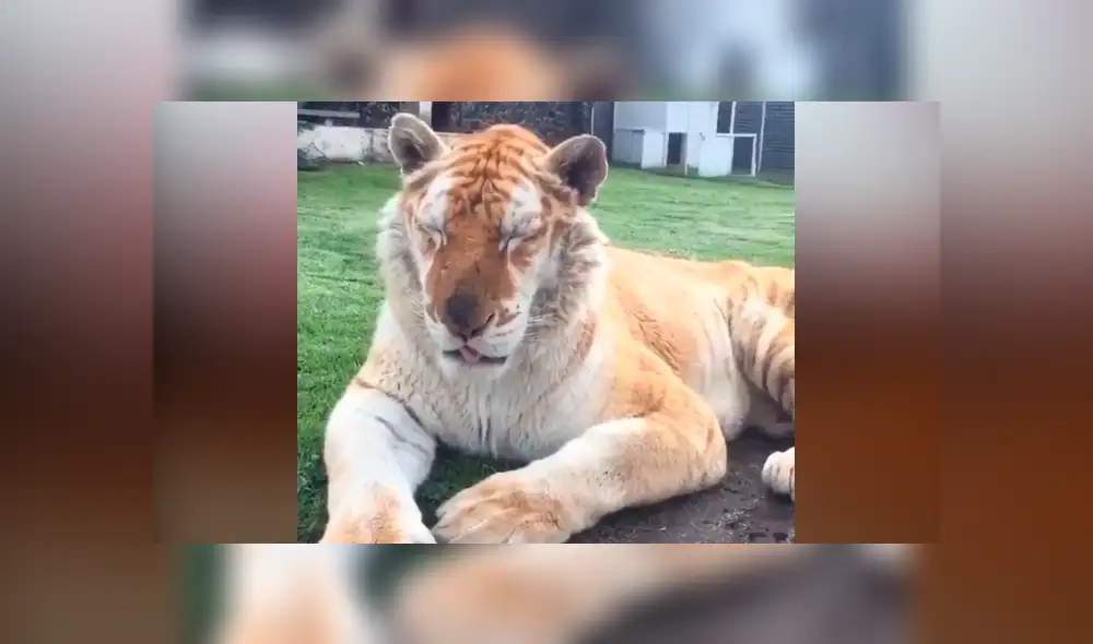 Un video viral de YouTube registró el encuentro de un hombre con un feroz tigre. Un video viral de YouTube registró el encuentro de un hombre con un feroz tigre.