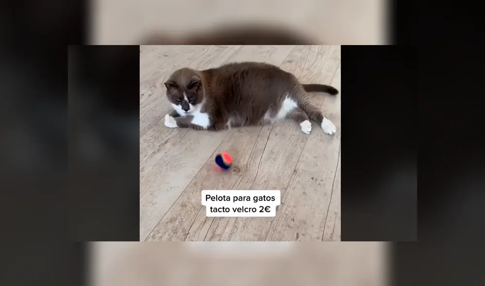 Desliza para ver la singular conducta del minino. Foto: Einstein & Troya / TikTok