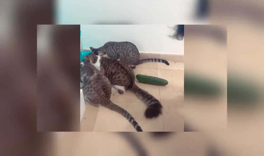 Desliza la imagen para ver la reacción de los gatos. Foto: treshermanitosgatunos / Tikok