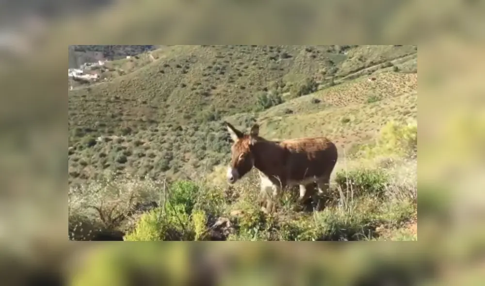 Desliza hacia la izquierda para ver más del video viral. Desliza hacia la izquierda para ver más del video viral.