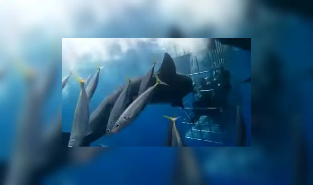 Un activista mexicano denuncia públicamente lo sucedido y acusa al propietario del barco de saltarse la normativa. Foto: Captura.
