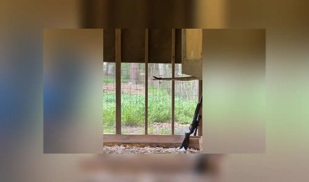 A través de YouTube se hizo viral el método que utilizó un niño para atrapar a una serpiente. A través de YouTube se hizo viral el método que utilizó un niño para atrapar a una serpiente.