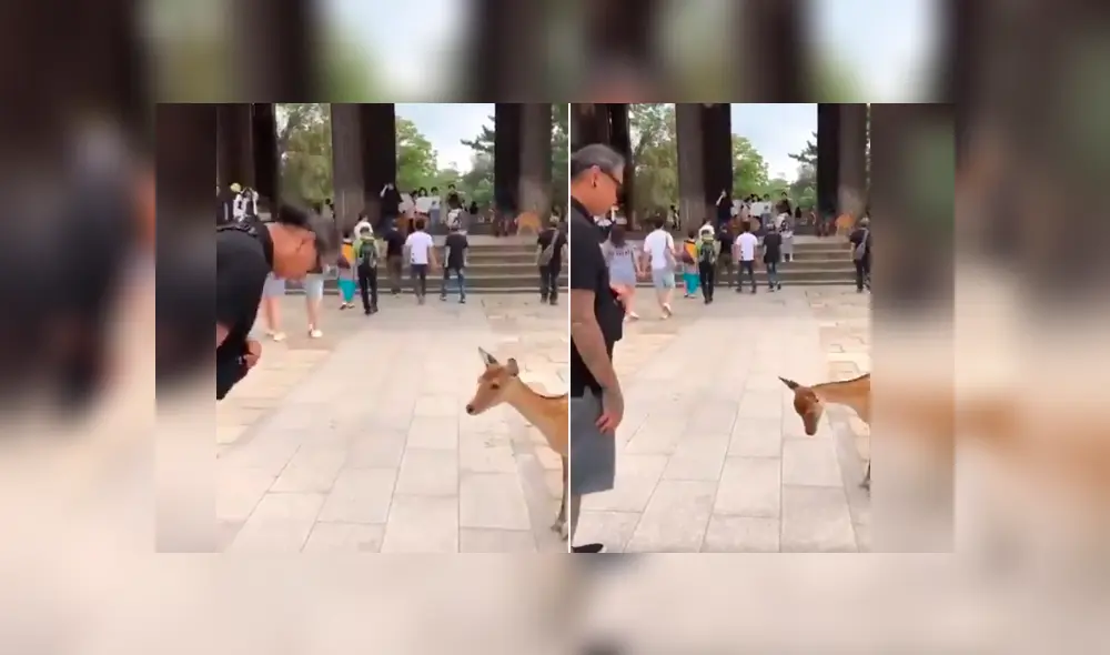 Un video viral de Facebook mostró la curiosa escena en que un hombre saludó a una cervatilla, sin imaginar que el animal le devolvería el saludo.