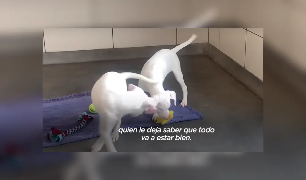 Los perros estuvieron en un refugio por varias semanas hasta que una familia los adoptó. Foto: YouTube Los perros estuvieron en un refugio por varias semanas hasta que una familia los adoptó. Foto: YouTube
