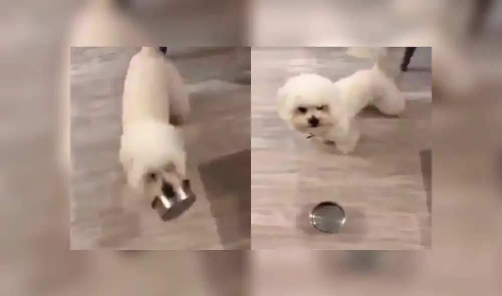YouTube viral: Perro enfurece al ver que sus dueños no le sirvieron su comida [VIDEO]
