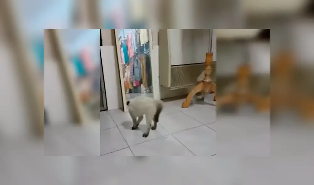 Video es viral en YouTube. La dueña del gato no dudó en grabar el curioso comportamiento del felino mientras se observaba en un espejo Video es viral en YouTube. La dueña del gato no dudó en grabar el curioso comportamiento del felino mientras se observaba en un espejo