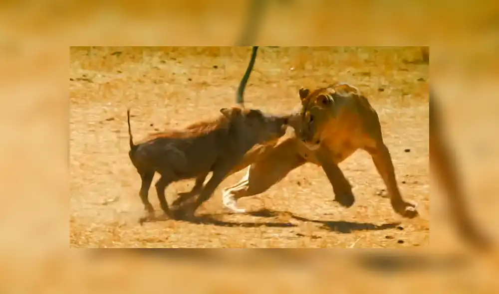 La feroz leona no imaginó que el pequeño cerdo salvaje reaccionara así. Foto: captura