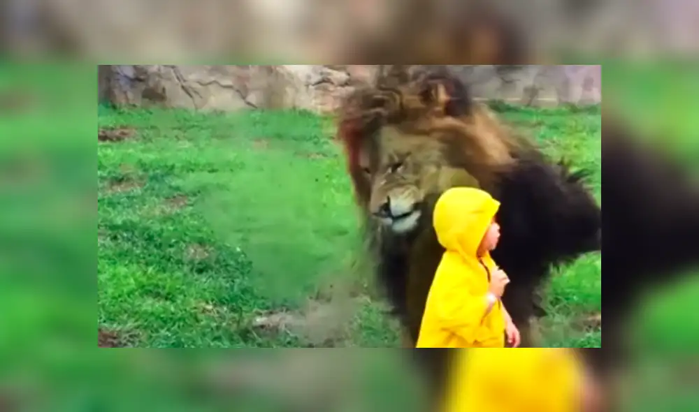 YouTube viral: niño quería fotografía junto a león en su recinto y así reacciona furioso depredador [VIDEO]