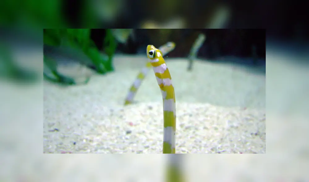 Acuario de Japón invitó al público a hacer videollamadas con anguilas para que no se olviden cómo se ven los humanos. Foto: Referencial