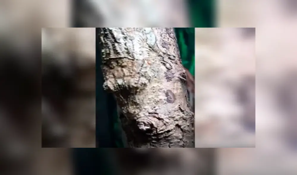 En YouTube, un diminuto reptil se camufló en una delgada rama para pasar desapercibido ante un joven. En YouTube, un diminuto reptil se camufló en una delgada rama para pasar desapercibido ante un joven.