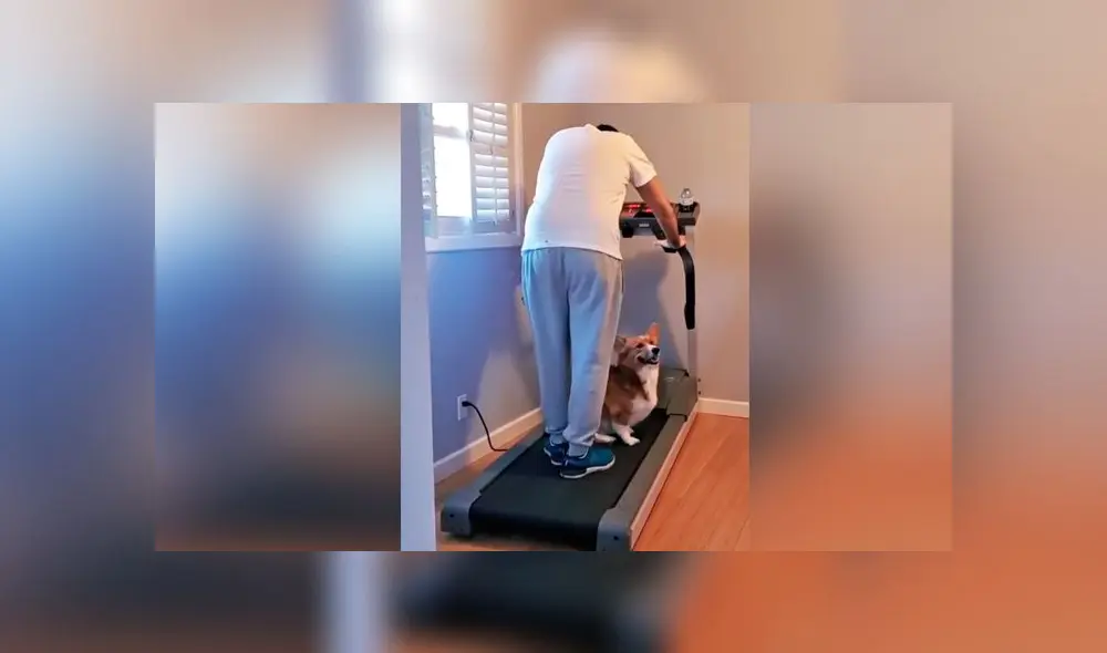 Desliza las imágenes para ver lo que hizo un curioso para evitar que su dueño haga ejercicio. Foto: RM Videos Desliza las imágenes para ver lo que hizo un curioso para evitar que su dueño haga ejercicio. Foto: RM Videos