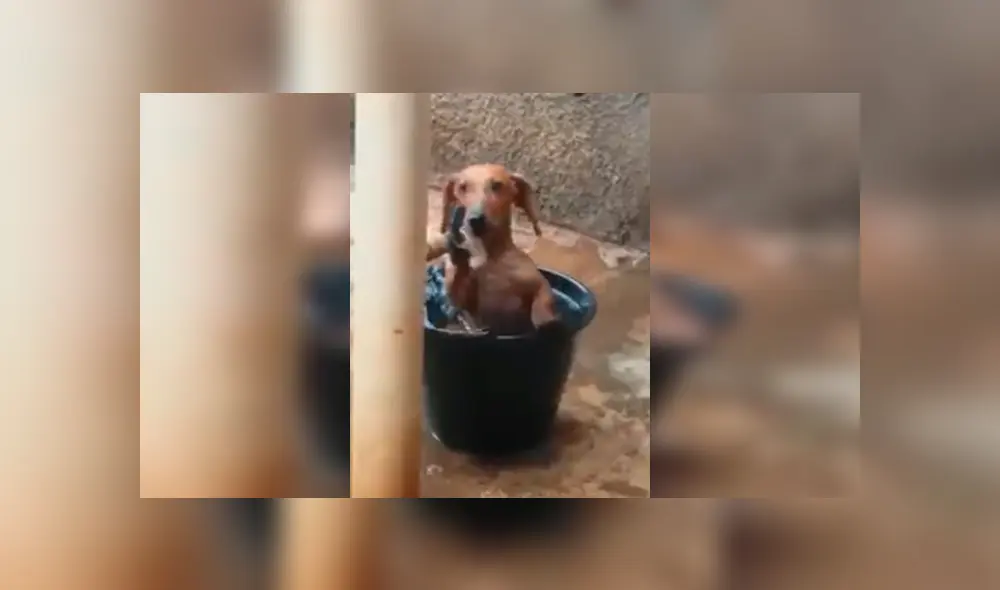 En Facebook, un perro aprovechó la ausencia de sus dueños para cometer sus travesuras en casa.