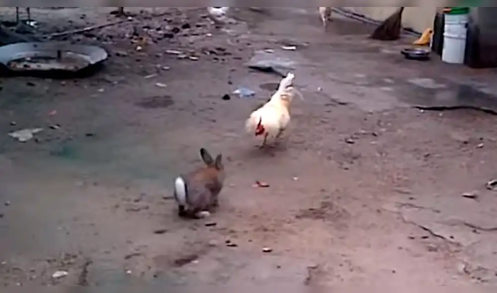 YouTube: registran épica pelea entre conejo y gallo y video sorprende a miles