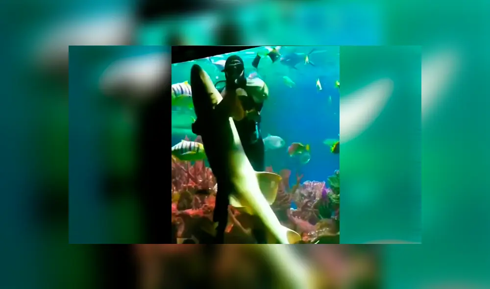 YouTube viral: buzo ingresa a acuario infestado de tiburones y se pone a bailar un ‘vals’ con uno de ellos YouTube viral: buzo ingresa a acuario infestado de tiburones y se pone a bailar un ‘vals’ con uno de ellos
