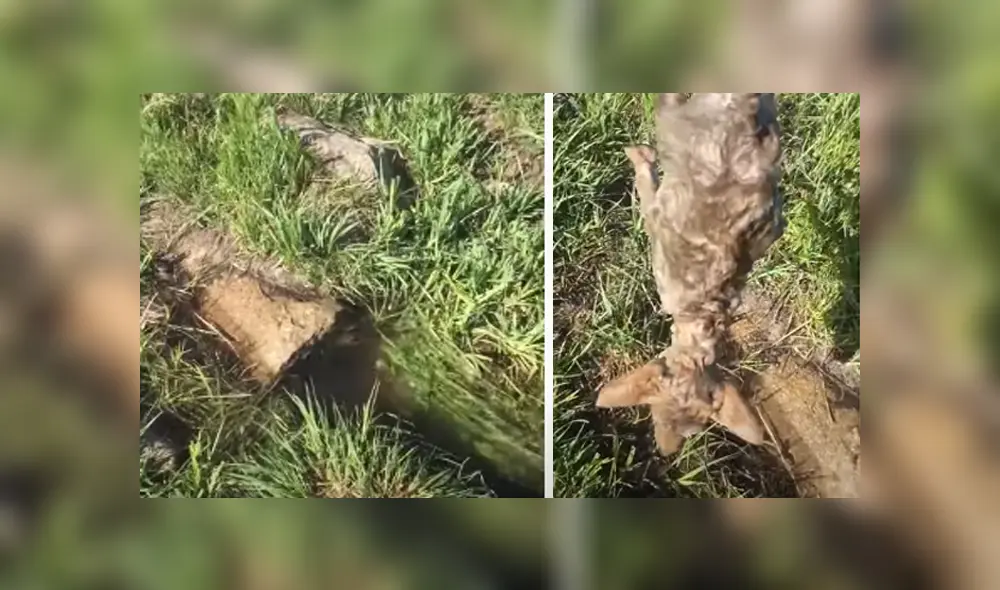 Desliza hacia la izquierda para ver las imágenes del viral de YouTube.