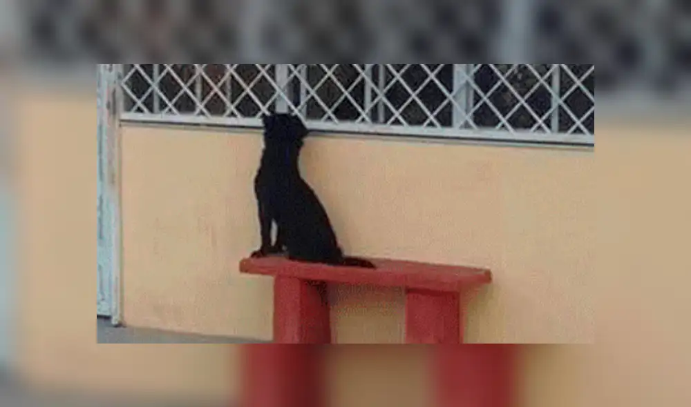 Facebook viral: inteligente perro acompaña a su dueño a su primer día de escuela [FOTOS]