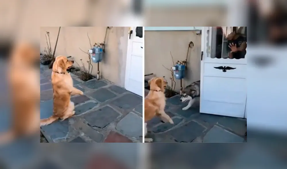 Desliza las imágenes para conocer la emotiva reacción de un perro al volver a ver a su ‘mejor amigo’. Desliza las imágenes para conocer la emotiva reacción de un perro al volver a ver a su ‘mejor amigo’.