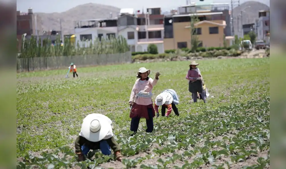 crisis alimentaria. Agricultores se enfrentaron a varios retos: heladas en primavera y en verano, la escases de agua para sembríos y la falta de fertilizantes.