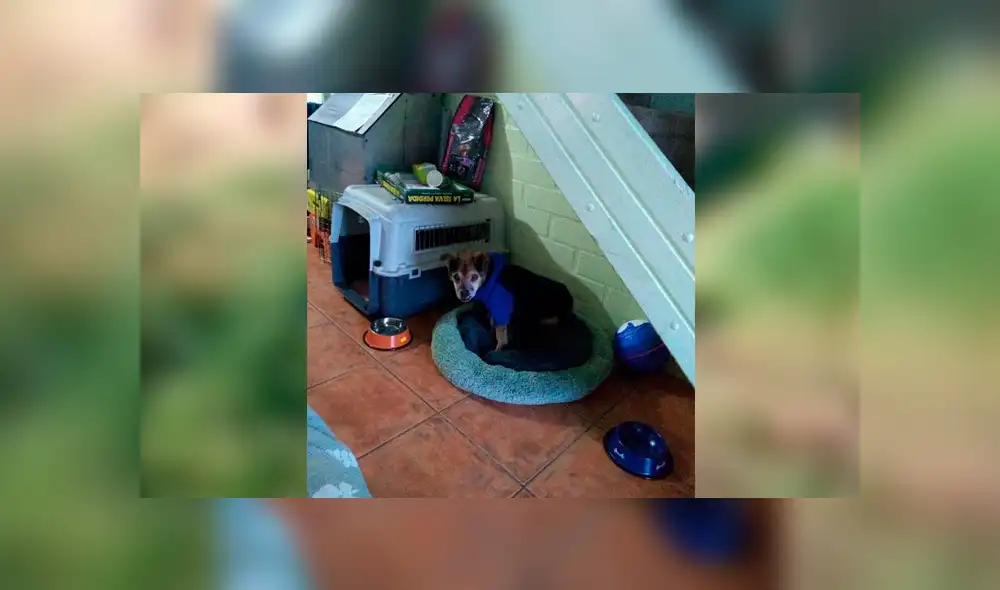 Desliza para ver el aspecto del perrito que tocó el corazón de miles en Facebook. Foto: Captura. Desliza para ver el aspecto del perrito que tocó el corazón de miles en Facebook. Foto: Captura.