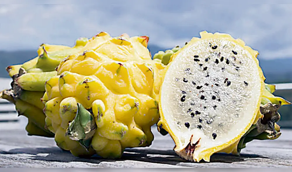 La pitahaya del cronista Bernabé Cobo 