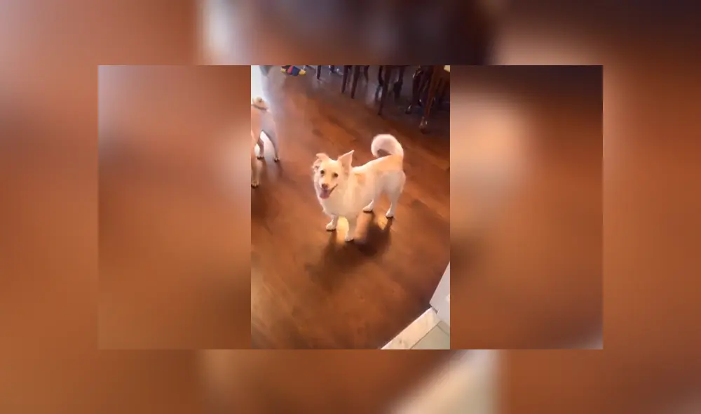 Desliza las imágenes hacia la izquierda para apreciar la reacción de un perro sordo al saber que saldrá a la calle.