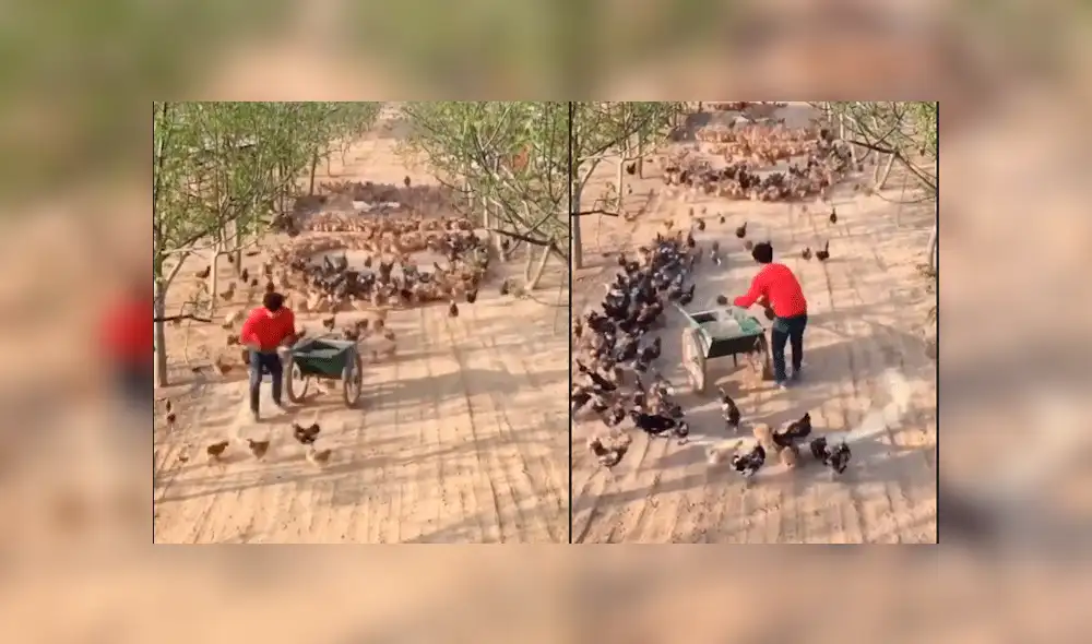 Facebook viral: romántico granjero usa cientos de gallinas para declararle su amor a una mujer [VIDEO]