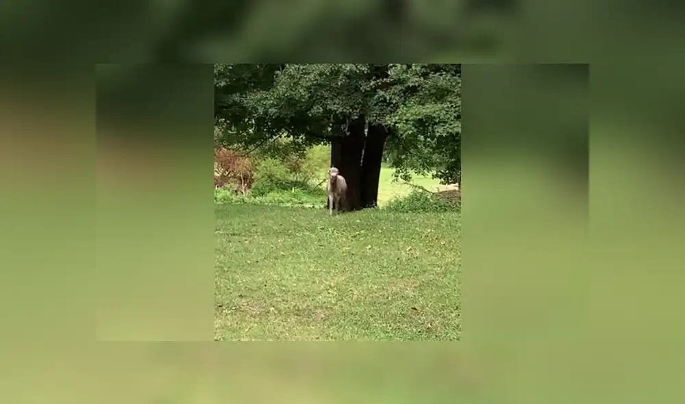 El burro no pudo ocultar su emoción al volver a ver a su dueña tras una semana. Foto: TikTok El burro no pudo ocultar su emoción al volver a ver a su dueña tras una semana. Foto: TikTok