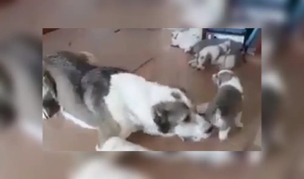 En Facebook, una madre regañó a su cachorro por portarse mal y no imaginó que le responderían. En Facebook, una madre regañó a su cachorro por portarse mal y no imaginó que le responderían.