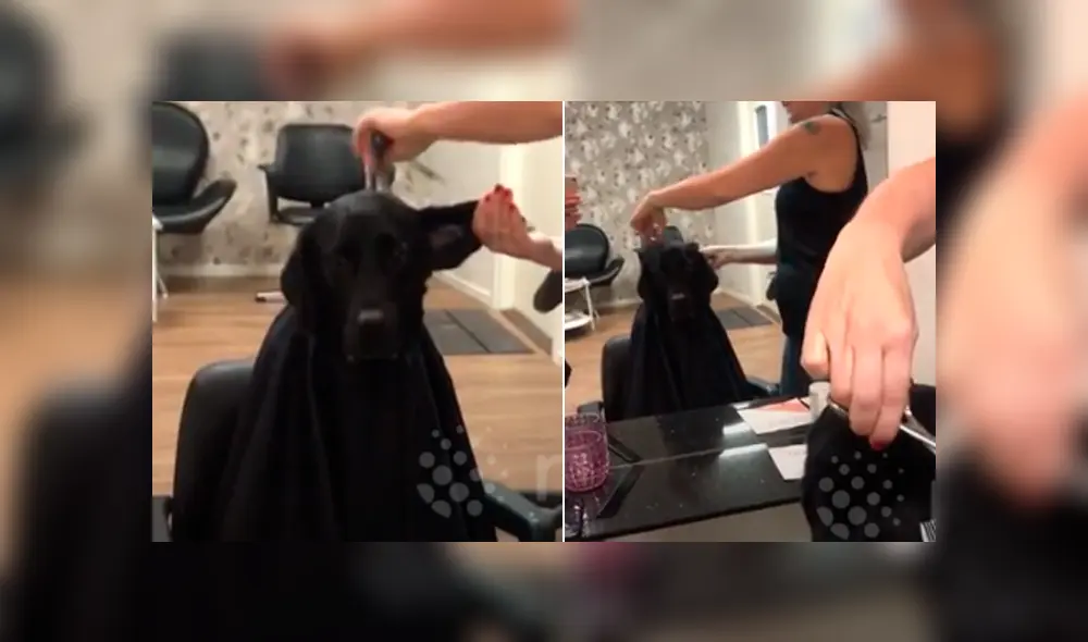 Desliza hacia la izquierda para ver la reacción de un perro cuando cortaban sus pelos. Video viral de YouTube.