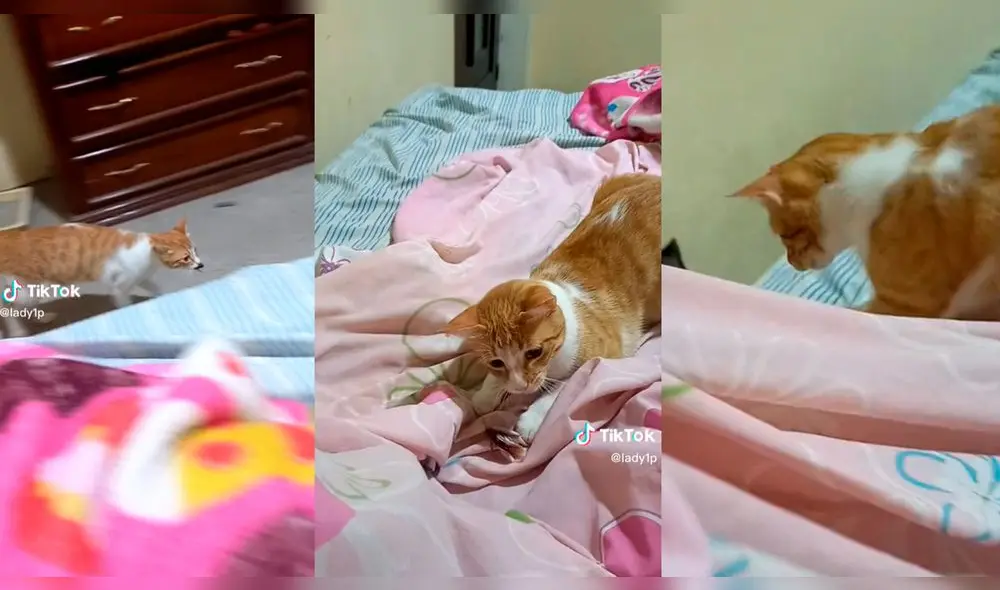 El video acumuló más de 3,5 millones de reproducciones. Foto: composición LR/captura de TikTok/@lady1p