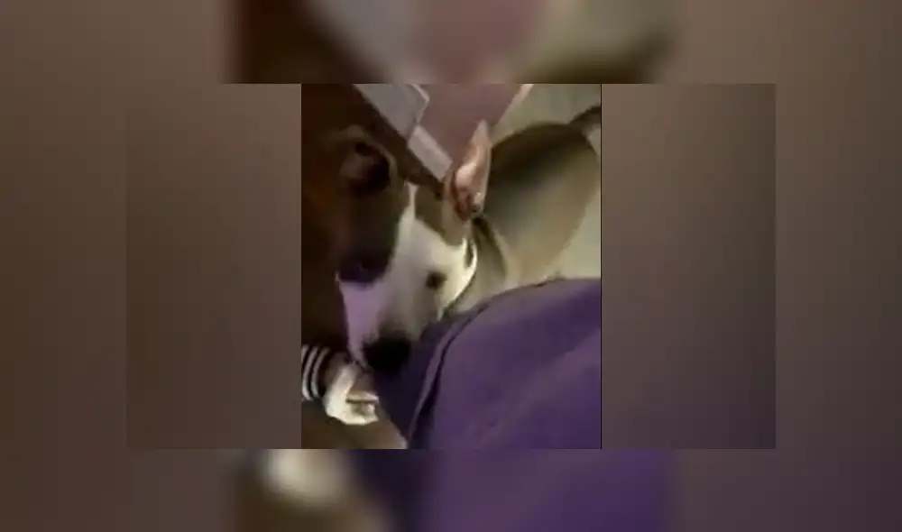 Desliza  a la izquierda para ver más imágenes del tierno perro. (Foto: captura)