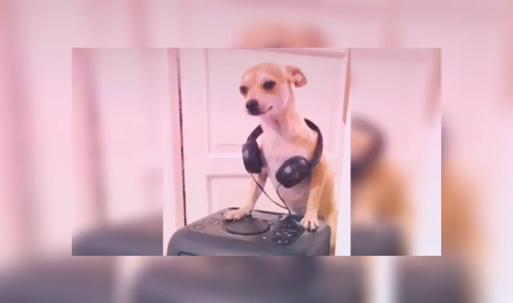 Desliza hacia la izquierda para ver más imágenes de esta divertida escena que ya es viral en TikTok. Desliza hacia la izquierda para ver más imágenes de esta divertida escena que ya es viral en TikTok.