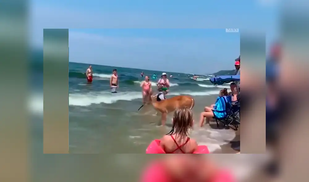 Bañistas se encuentran 'cara a cara' con ciervo dentro de playa.