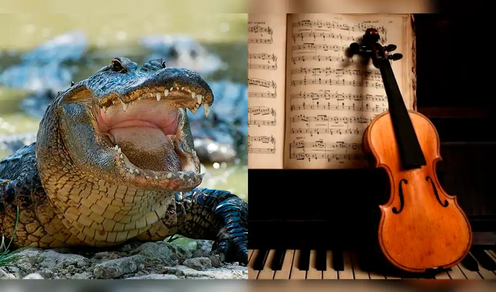 Alemania: Así reaccionan los cocodrilos luego de escuchar música clásica