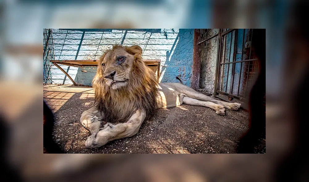 Retrasan rescate de animales maltratados y desnutridos del “zoológico del infierno” [FOTOS] 