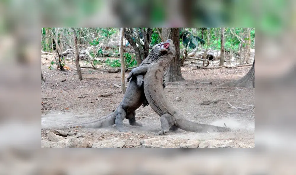 Desliza las fotografías para ver el feroz enfrentamiento que tuvieron estos dos enormes dragones de Komodo. Foto: Captura.
