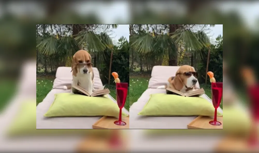 Desliza las imágenes para ver más detalles de esta divertida escena que protagonizó un perro en Youtube. Desliza las imágenes para ver más detalles de esta divertida escena que protagonizó un perro en Youtube.