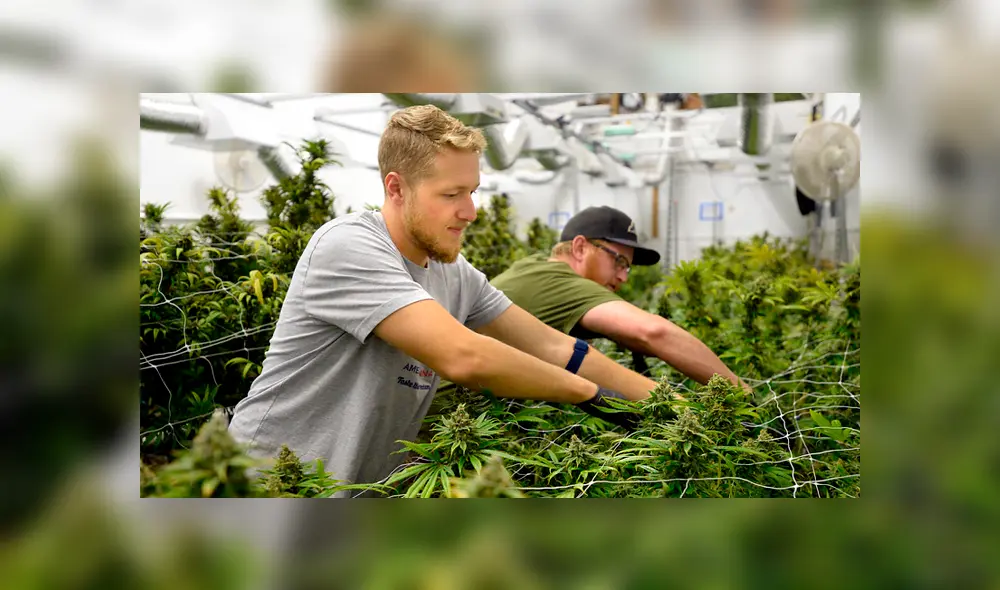 Retiran producto de marihuana en Canadá porque no era demasiado potente