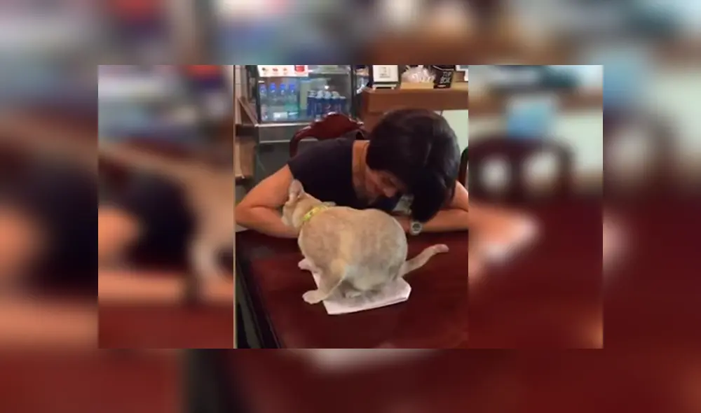 Graciosa gata ha desatado más de una carcajada en YouTube con su hilarante conducta para llamar la atención de su dueña Graciosa gata ha desatado más de una carcajada en YouTube con su hilarante conducta para llamar la atención de su dueña