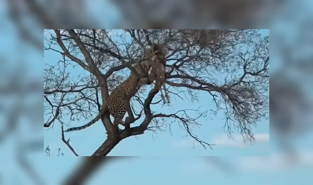 Para ver lo que pasó en el video de YouTube con leopardo y el antílope revisa nuestra galería de fotos deslizando cada imagen hacia la izquierda. Para ver lo que pasó en el video de YouTube con leopardo y el antílope revisa nuestra galería de fotos deslizando cada imagen hacia la izquierda.