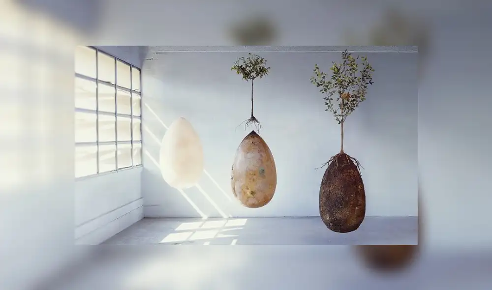 Así se ven las 'Capsula Mundi', los ataúdes orgánicos que ayudarán a conservar el planeta. Así se ven las 'Capsula Mundi', los ataúdes orgánicos que ayudarán a conservar el planeta.