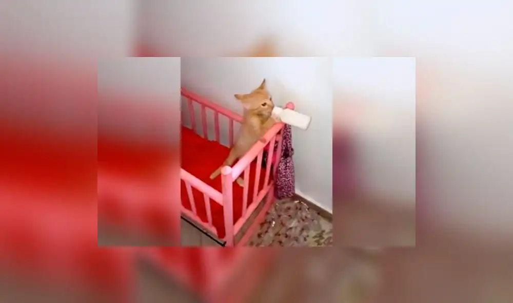 Enamora en Facebook el gatito que pide el biberón en su cuna | VIDEO
